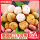 優(yōu)味集【JD速運】泰國龍宮果熱帶水果進(jìn)口龍貢愛(ài)情果稀有高端品種生鮮果 500g凈重裝（進(jìn)口金果） 商超級5A大果