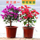 三角梅盆栽帶大棵樹(shù)苗四季開(kāi)花陽(yáng)臺爬藤綠植盆栽庭院花卉盆景 精品紅色帶花+紫色帶花送兩個(gè)盆