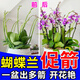 蝴蝶蘭營(yíng)養液肥料專(zhuān)用肥蘭花多箭素專(zhuān)用營(yíng)養液催花盆栽催花促芽肥 單瓶裝