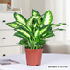 綠有意瑪麗安萬(wàn)年青盆栽特級大盆銀皇后綠植花卉室內客廳四季常青好養活 萬(wàn)年青3株 （不帶盆） 不含盆