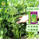鳳鳴雅世 芹菜種子西芹籽種四季芹菜種籽春夏秋冬季種籽春播蔬菜盆栽種子 美味速生小香芹種子10克