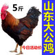 散養(yǎng)兩年老公雞 農(nóng)村大公雞現(xiàn)殺鮮雞肉土雞 殺后凈重5斤 散養(yǎng)大公 殺后凈重5斤