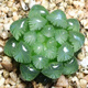 玉露多肉植物大顆稀有品種精品多肉花卉綠植組合套餐小盆栽十二卷 冰燈【4-5CM】塑料盆栽好發(fā)貨