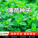 瑋藝可食用薄荷種子驅(qū)蚊蟲植物花草蔬菜種子耐熱四季陽臺盆栽薄荷種籽 薄荷種子【1包 約200粒】
