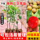 芥圃三華李子樹(shù)苗官方旗艦嫁接信宜錢(qián)排銀妃大三華李紅心早晚熟李子苗 三華李晚熟【帶土帶葉】 3年苗 高度：70-100公分