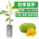 四季菠蘿蜜樹(shù)嫁接紅肉優(yōu)質(zhì)菠蘿蜜樹(shù)苗馬來(lái)西亞1號黃肉干苞果樹(shù)苗 四季菠蘿蜜3年苗1棵(帶土) 50cm(含)-60cm(不含)