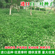 鑫意進(jìn)口三葉草種子紅三葉白三葉種籽幸運草四季常青耐寒綠化草坪草籽 白三葉凈籽10斤