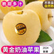 顏曼箐 山東黃金奶油富士蘋(píng)果正宗奶油蘋(píng)果冰糖心水果新鮮當季牛奶蘋(píng)果 9斤 75mm(含)-80mm(不含)