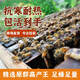 中蜂蜂群帶王蜜蜂活體蜂王帶子脾新開(kāi)產(chǎn)阿壩活群中華土蜂籠蜂 1200只工蜂+蜂王