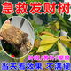 發(fā)財(cái)樹葉斑病專用藥葉子發(fā)黃掉葉爛根白斑發(fā)財(cái)樹專用營養(yǎng)液肥料 發(fā)財(cái)樹專用營養(yǎng)液【1瓶裝】