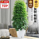 嘆為觀止大型植物發(fā)財樹各種大顆盆栽開業(yè)喬遷客廳辦公室內(nèi)好養(yǎng)大型花卉 八方來財【1.3-1.5米】 含盆