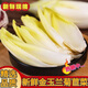 果臻鮮金玉蘭 新鮮軟化菊苣菜金玉蘭菜生吃沙拉酒店食材 現(xiàn)摘現(xiàn)發(fā) 精選1斤