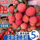 正宗四川瀘州合江荔枝【順豐快遞】新鮮大紅袍荔枝妃子笑荔枝 5斤精選大果【玉荷包】 合江荔枝