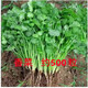 唯友蔬菜種子大全四季播種陽(yáng)臺盆栽農家小菜園香菜生菜菠菜小蔥易種 香菜 約500粒