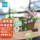 IAM City Farmer大花滿天星 可降解花盆環(huán)保盆栽 春種易開(kāi)花 兒童種植小盆栽10051
