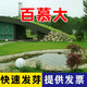 萌蘊（MengYun）進(jìn)口草坪種子草籽矮四季青草種護坡綠化耐寒耐旱免修剪草皮草種子 【百慕大】小區綠化一斤