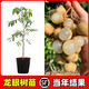 四季龍眼樹(shù)苗嫁接石峽龍眼果樹(shù)苖桂圓苗帶葉原土發(fā)貨盆栽當年結果 四季龍眼2年苗（帶土帶葉） 40cm(含)-50cm(不含)