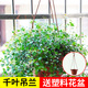 美外吊蘭室內垂吊綠植金心金邊口紅辦公室綠植盆栽 千葉吊蘭 180#塑料花盆詳情首張圖
