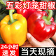 山東彩椒五彩甜椒原椒新鮮蔬菜方椒沙拉食材輕食2024源頭直發(fā) 3斤 紅黃綠三色混裝（精選）