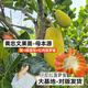 黃忠文新品種印尼紅肉菠蘿蜜樹苗有榴蓮紅肉木菠蘿嫁接苗干包脆甜帶土葉 印尼紅菠蘿蜜2年苗徑0.8 ~65cm高