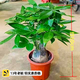發(fā)財(cái)樹盆栽文竹室內(nèi)花卉小盆景辦公室綠色植物客廳招財(cái)金錢樹盆栽 精品發(fā)財(cái)樹50厘米（粗12-15厘米