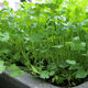 四季香菜種子芫荽庭院陽(yáng)臺(tái)種菜農(nóng)家盆栽蔬菜種籽小香菜四季可播種 香菜種子1000粒