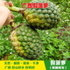現(xiàn)摘假菠蘿勒古子新鮮露兜果中草藥帕梯羅金堆野生山菠蘿廣西包郵 2斤