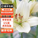 耘淘秋冬季室外耐寒百合花種球帶芽香水百合種球室內盆栽四季開(kāi)花花卉 白百合3球+有機肥+營(yíng)養液