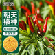 花沃里朝天椒種子約300粒/袋 蔬菜種子紅辣椒家庭陽(yáng)臺盆栽/庭院/田間