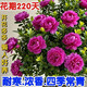 【新品】耐寒濃香懶人好養重瓣大花四季開(kāi)花國風(fēng)雅韻青楊花卉綠植 清倉處理：重瓣【深紫】花期長(cháng)達280天+包活 30年常青：大壯苗【原土發(fā)貨】+耐寒好養+肥