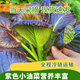 甄選紫色小油菜新鮮蔬菜250g北京農場(chǎng)采摘直發(fā)火鍋輕食食材蔬菜 紫鉆油菜300g