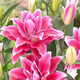 柏農重瓣香水百合花種球四季開(kāi)花好養易活盆栽鮮花庭院綠植物花卉種子 維多利亞【5種球帶盆栽好發(fā)貨】