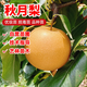 冰糖羊脂秋月梨樹(shù)果苗南北方庭院地栽種植特大果樹(shù)盆栽嫁接梨樹(shù)苗 特大果秋月梨 6年苗結果少量