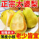 良知農(nóng)哥山東煙臺(tái)太婆梨 軟梨大頭梨洋梨啤梨 4.5斤 單果120g+