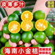 麥果園海南新鮮小青金桔小金橘 新鮮小青橘子檸檬奶茶店專用泡水小檸檬 1斤裝-【顆顆甄選】