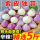 獨頭蒜大蒜頭 2024云南大理紫皮獨蒜 精品新鮮濕蒜半干蒜農家自種 獨頭蒜  1斤 珍珠小蒜【2cm以下】 1kg