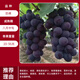 葡萄樹(shù)苖特大巨峰無(wú)籽陽(yáng)光玫瑰葡萄苗藍寶石南爬藤北方種當年結果 12年豐產(chǎn)壯苗(巨峰)當年結果20斤 80cm(含)-89cm(含)