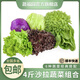 新鮮4斤沙拉蔬菜組合 混合輕食健身西餐健身食材 4斤蔬菜組合【無沙拉醬】