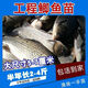 正宗中科五號鯽魚苗工程鯽魚淡水養(yǎng)殖草魚苗鯉魚花鰱包活批發(fā) 工程鯽 2-4厘米1000條（發(fā)1200條）