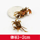 【送飼料】迷你辣椒蟹觀(guān)賞蟹寵物螃蟹可與孔雀魚(yú)斑馬魚(yú)觀(guān)賞蝦混養 【送飼料】紅鉗辣椒蟹1-2cm 共發(fā)6只螃蟹(包活其中5只)