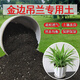 金邊吊蘭專用土吊蘭土盆栽營(yíng)養(yǎng)土通用種花養(yǎng)花泥土壤種植土有機(jī)肥 金邊吊蘭精選專用土5斤/