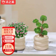 沭之美多肉植物綠植花卉叢生金枝玉葉+金錢(qián)木+米色甜甜圈陶瓷盆源頭直發(fā)