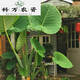 植果緣象耳芋大野芋大型綠植客廳陽(yáng)臺(tái)大葉盆栽庭院超大葉植物現(xiàn)挖 直徑5公分三顆
