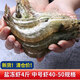 夢(mèng)嘗客 山東青島鹽凍大蝦鮮活鹽凍國產(chǎn)白蝦鹽凍蝦 生鮮蝦 40-50規格（單只蝦分離） 鹽凍蝦4斤（凈蝦3.3斤）