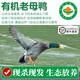 【有機(jī)散養(yǎng)土鴨】新鮮現(xiàn)殺鮮鴨肉 綠頭飛鴨 農(nóng)家老鴨子整麻鴨蛋禽 有機(jī)老母鴨（殺后1.8-2斤/只