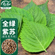 壽禾 紫蘇種子苗綠色雙面可食用蘇子菜種籽 濰育廣深全綠紫蘇種子12g