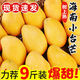 顧果鮮海南小臺(tái)農(nóng)芒果小臺(tái)芒新鮮當(dāng)季熱帶孕婦水果現(xiàn)摘甜心小芒果生鮮 3斤 【小果裝】