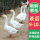 王氏正德 農(nóng)家散養(yǎng)大白鵝整只 新鮮冷凍鵝肉嫩鵝土鵝 大鵝生鮮 鵝9-10斤
