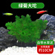 瘋狂水草坨草魚(yú)缸水草真水草植物直接入缸水培植物綠菊大坨 源頭直發(fā)包郵