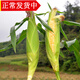 辰實(shí)云南水果玉米甜玉米 新鮮甜嫩水果玉米棒 甜玉米包谷 5斤（優(yōu)選）